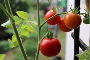 die kleinen Dinge des Lebens Tomatenpflanze